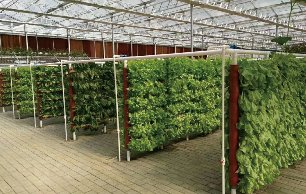 河北保定阳光板温室