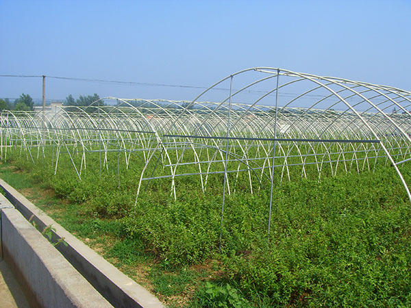 蔬菜大棚 (2).jpg