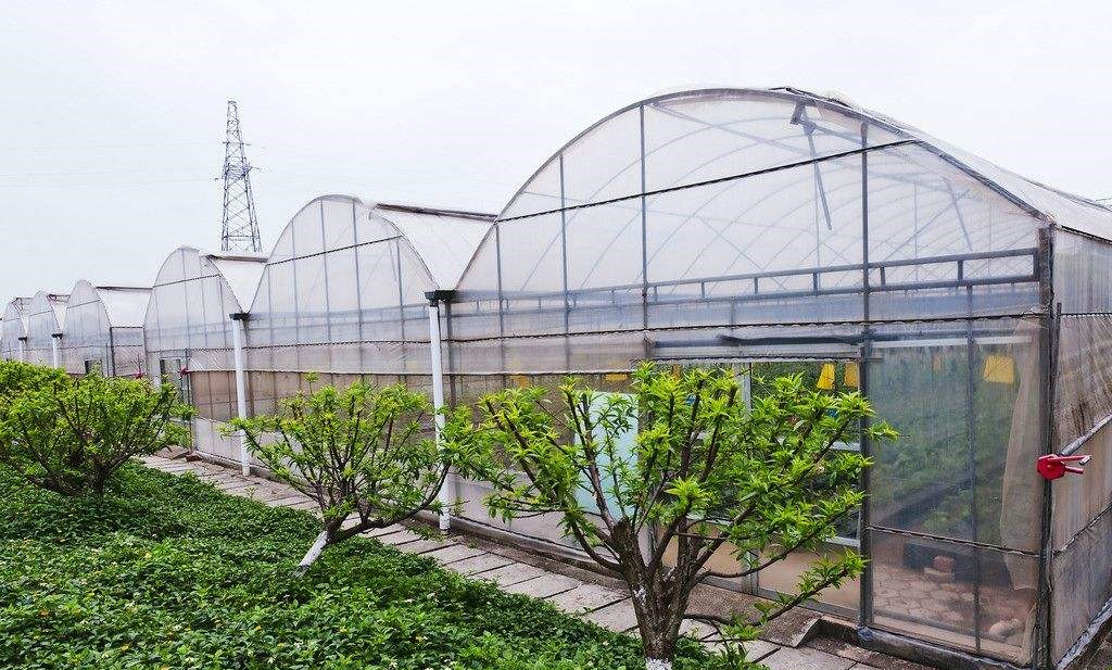 连栋塑料膜大棚 (2).jpg