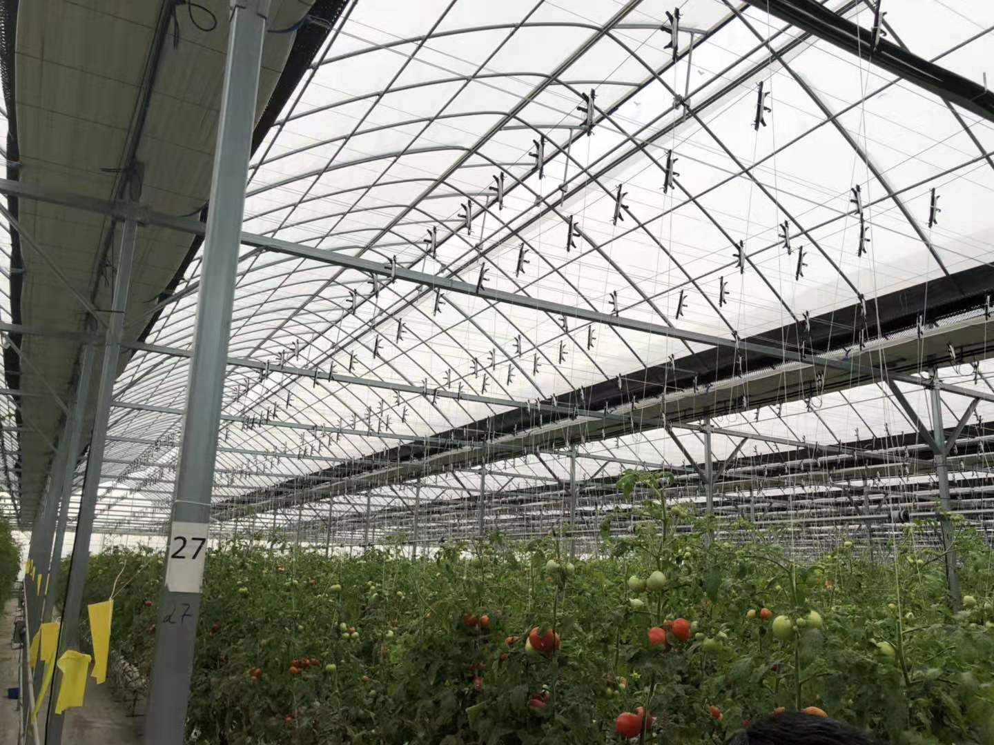 乌兹别克斯坦塔什干薄膜温室