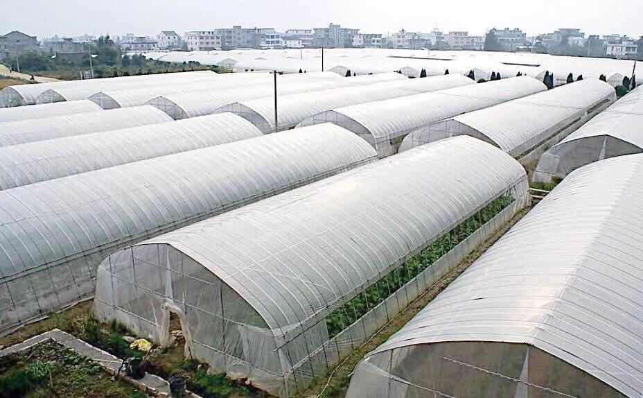 薄膜温室大棚
