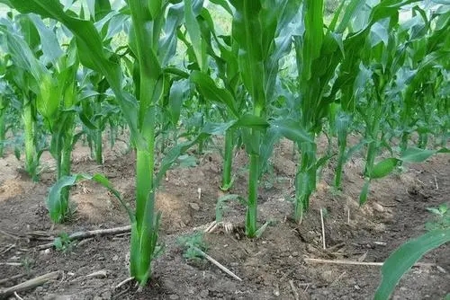 玉米怎么追肥？玉米追肥的次数及方法